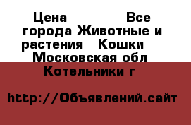 Zolton › Цена ­ 30 000 - Все города Животные и растения » Кошки   . Московская обл.,Котельники г.